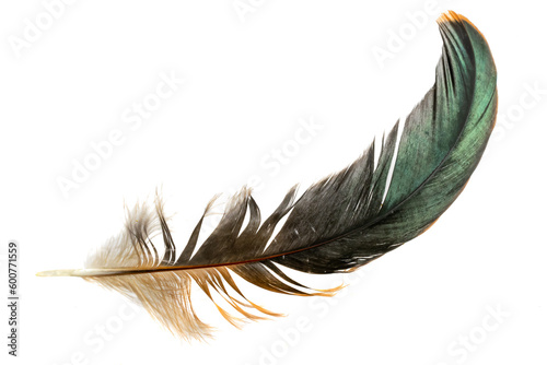 Stampa su tela brown feather of a hen on a transparent isolated background. PNG