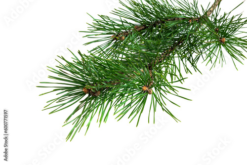 spring pine on a transparent isolated background. PNG photo
