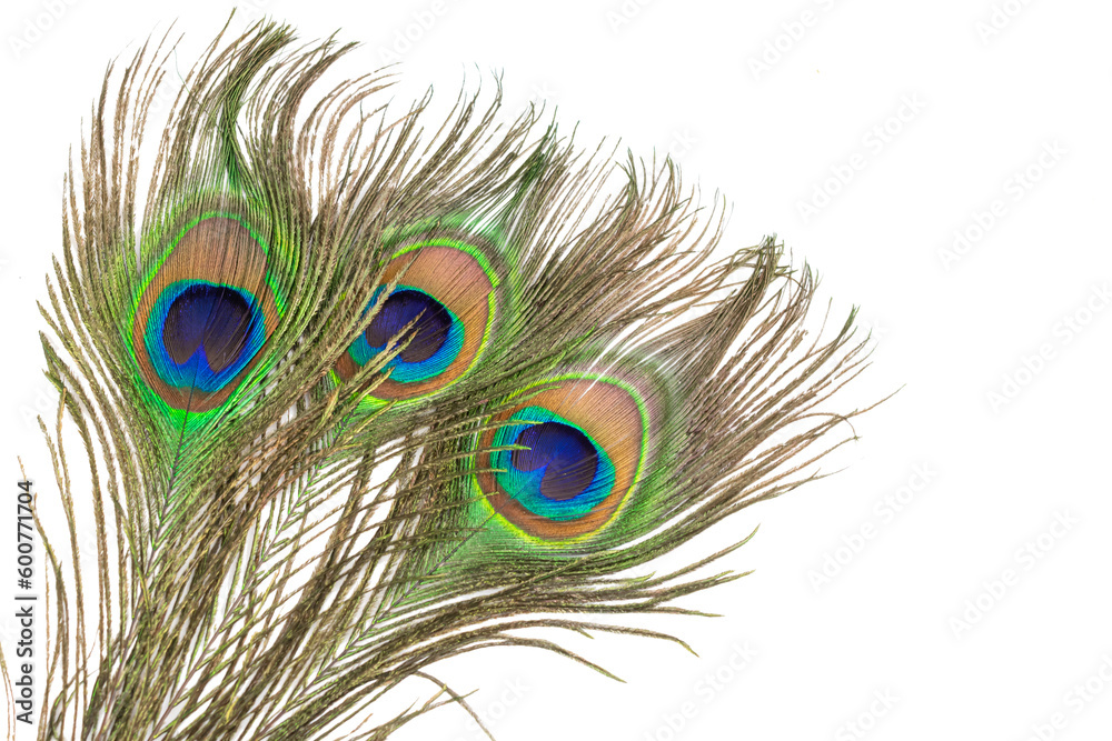 Fototapeta premium peacock feather on a transparent isolated background. PNG 