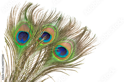 peacock feather on a transparent isolated background. PNG 