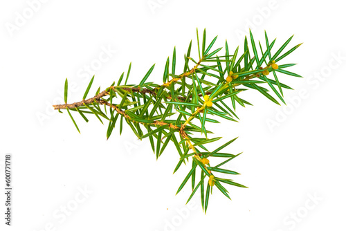 Εκτύπωση καμβά juniper twigs on a transparent isolated background.  PNG