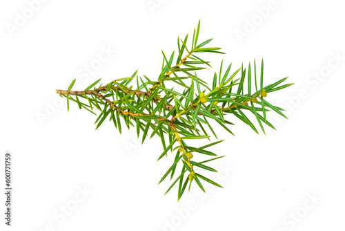 juniper twigs on a transparent isolated background. PNG © Krzysztof Bubel