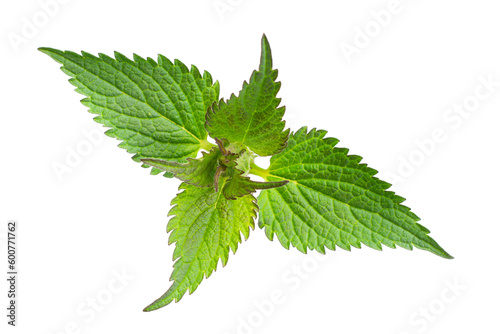 nettle on a transparent isolated background. PNG
 photo