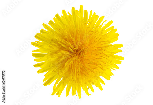dandelion flower on a transparent isolated background. png © Krzysztof Bubel