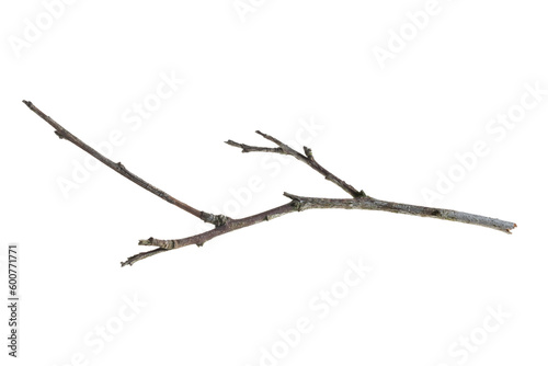 dry twig on a transparent isolated background. png