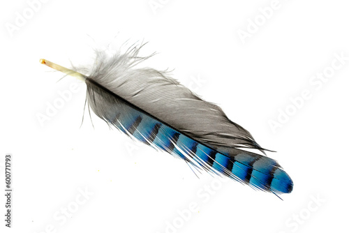 Quadro su tela blue with black striped jay feather on transparent isolated background