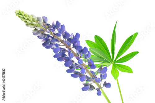 lupine on transparent isolated background. PNG