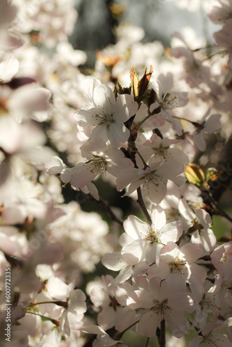 fairy tree in bloom