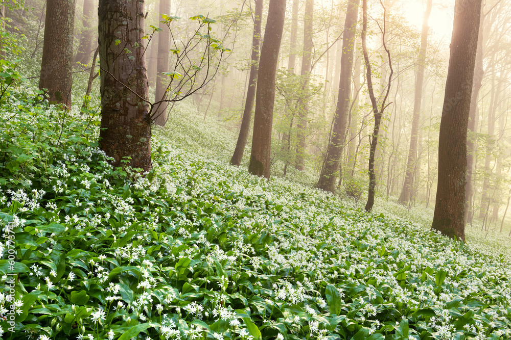 Spring wild garlic blossoming in a beautiful misty green woodland with tall trees. Ullswater, Lake District, UK. Spring wild garlic blossoming in a beautiful misty green woodland with tall trees. Ullswater, Lake District, UK.