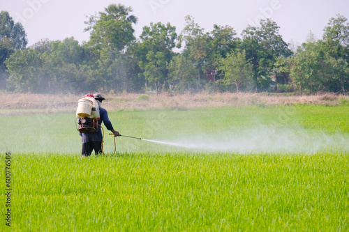 Farmers are spraying rice in the fields. © krongthip