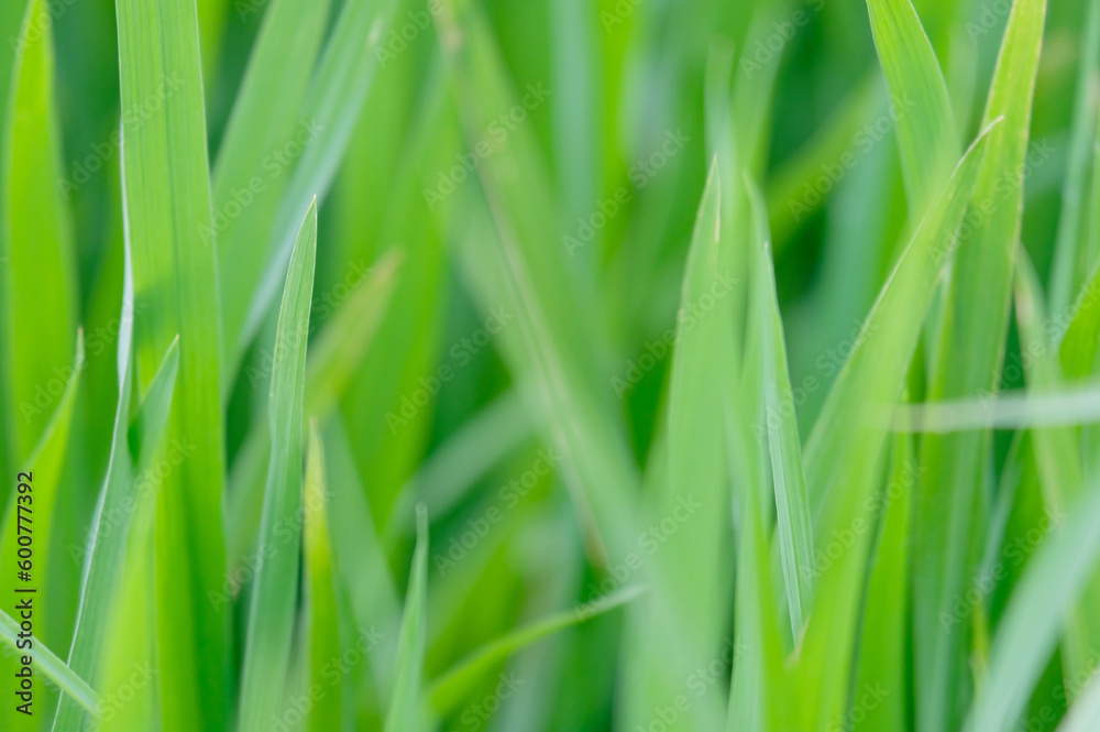 Green rice in the field or green leaf background. Green rice in the field or green leaf background.