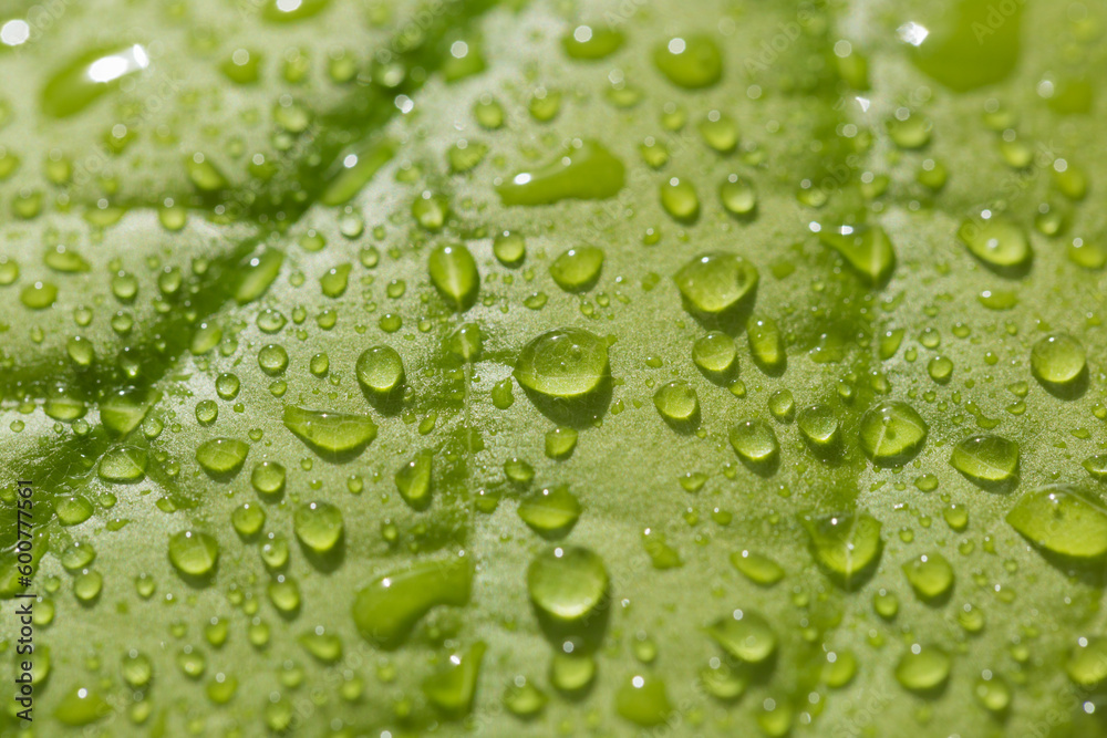 Drops of water on an avocado leaf. Natural background. Selective focus. Macro with shallow dof. Drops of water on an avocado leaf. Natural background. Selective focus. Macro with shallow dof.