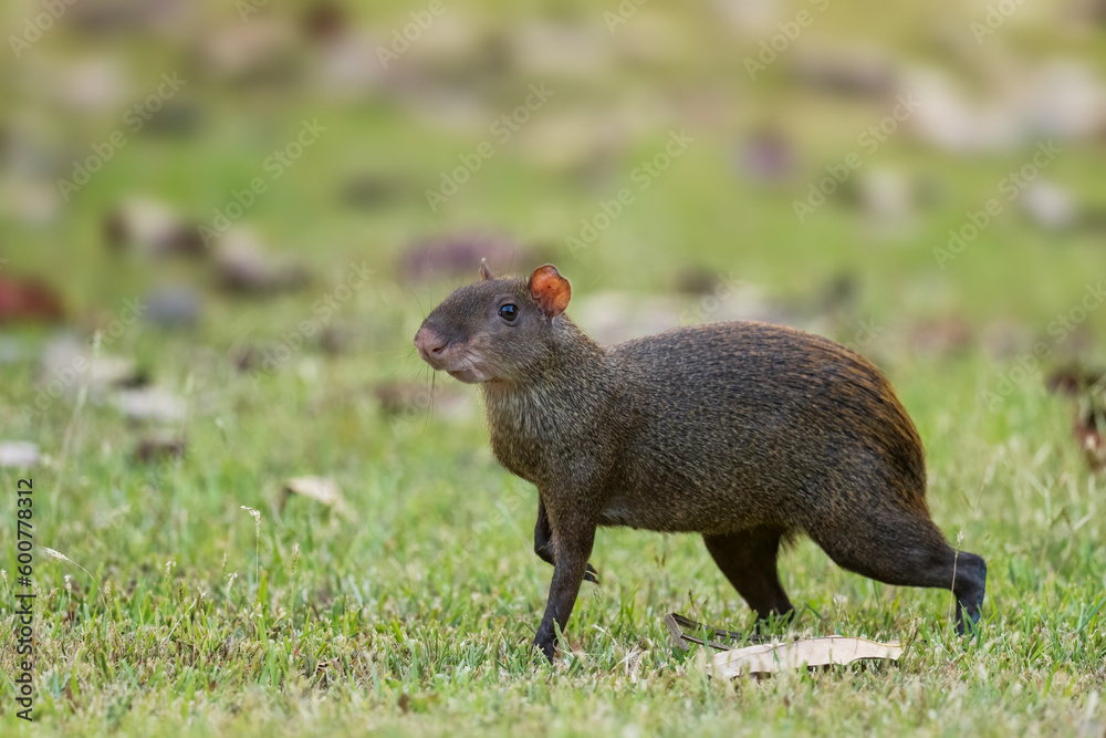 Central American Agouti - Dasyprocta punctata, large brown rodent from Central and Latin America forests and woodlands, Gamboa forest, Panama. Central American Agouti - Dasyprocta punctata, large brown rodent from Central and Latin America forests and woodlands, Gamboa forest, Panama.