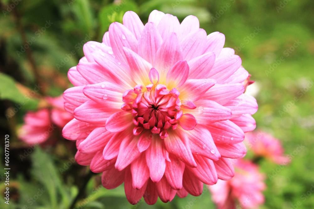 Dahlia flower pink green blur background. soft focus Dahlia flower pink green blur background. soft focus