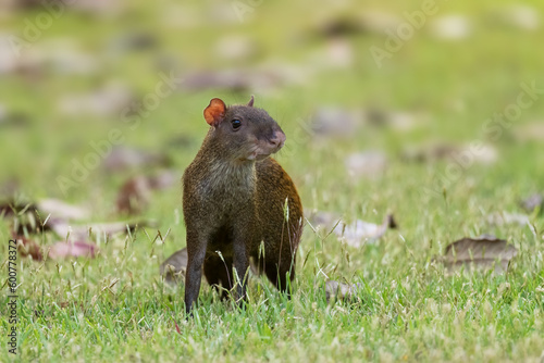 Central American Agouti - Dasyprocta punctata, large brown rodent from Central and Latin America forests and woodlands, Gamboa forest, Panama.