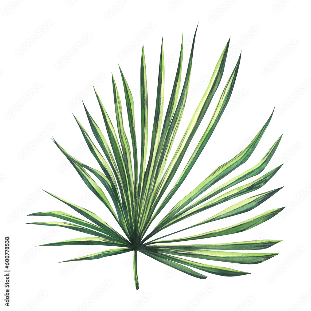 Green branch of palmyra palm tree, tropical. Watercolor illustration, hand drawn. Isolated object on a white background. For design and decoration. Green branch of palmyra palm tree, tropical. Watercolor illustration, hand drawn. Isolated object on a white background. For design and decoration.