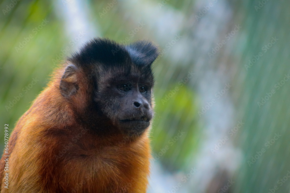 Fototapeta premium Fotografia animal. Capturando momento epicos, los cuales muchas veces dejamos pasar por prestar atención a cosas menos importantes.