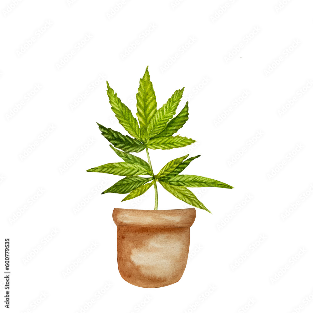Fototapeta premium hemp in a pot