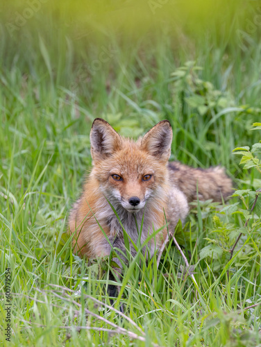 Red fox (Vulpes vulpes) female walking through the spring meadow grass in Ottawa, Canada  © Jim Cumming