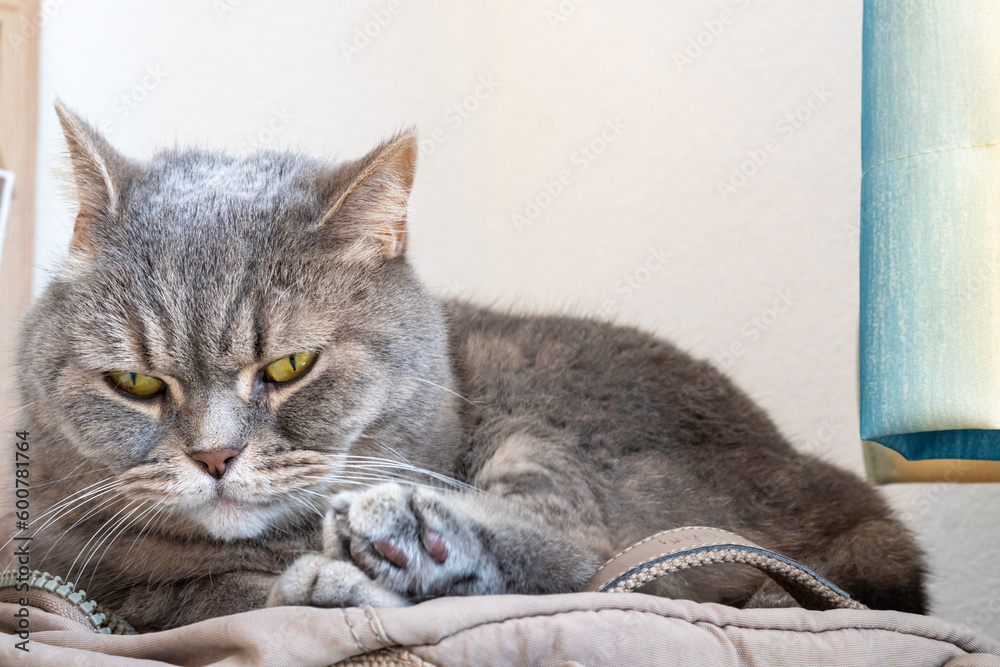 Adult gray Shorthair cat with yellow eyes lying on backpack, staring at something.