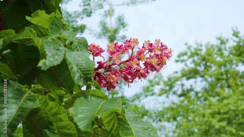 Beautiful red chestnut flowers on a tree in spring on a blue sky background Beautiful red chestnut flowers on a tree in spring on a blue sky background