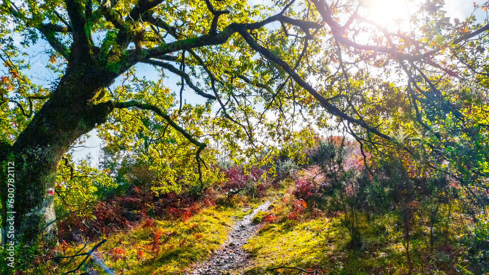 Fototapeta premium Camins del GR11