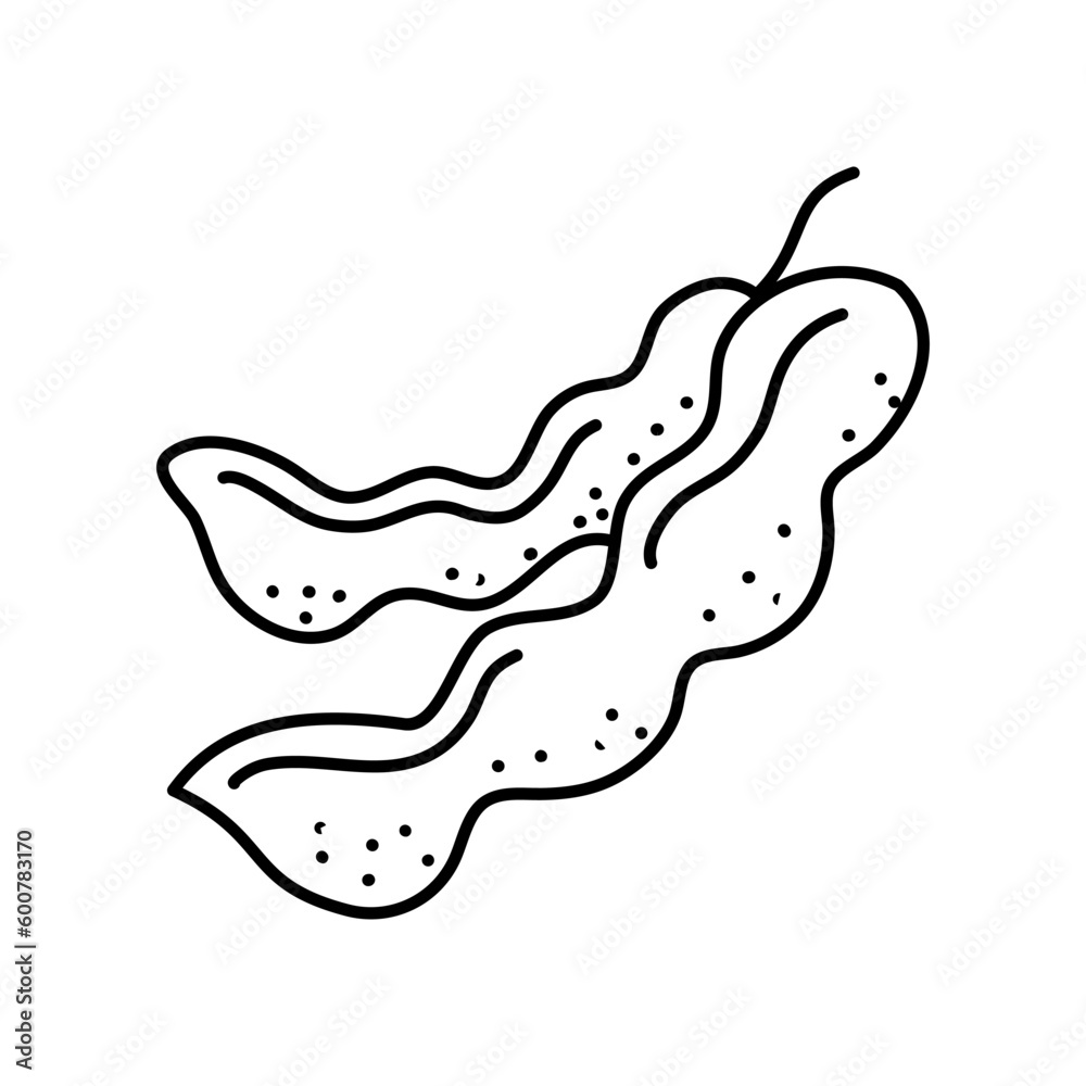 Tamarind. doodle, Hand drawn graphic vector illustration. Tamarind. doodle, Hand drawn graphic vector illustration.