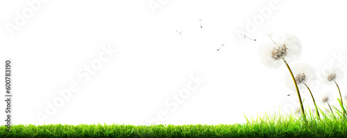 Obraz na płótnie A freshly cut lawn with dandelion weed, seed heads in the longer grass at the edge of the lawn isolated against a transparent background. w salonie