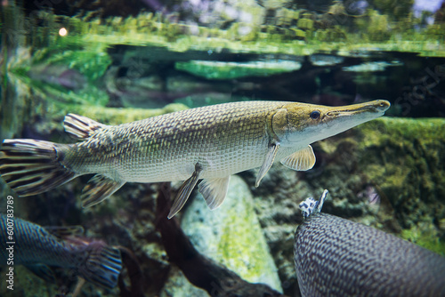 Alligator gar (Atractosteus spatula) swims in the freshwater