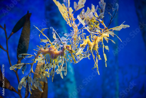Leafy sea dragon underwater photo