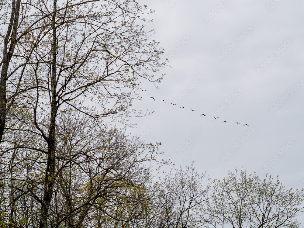 Spring in nature. Nature view landscape. Migratory birds fly. Birds in the sky Spring in nature. Nature view landscape. Migratory birds fly. Birds in the sky