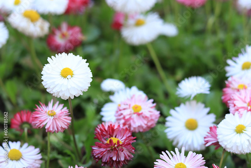 Glade of bright spring flowers. White daisies and pink chrysanthemum flowers. Pink and white low growing spring flowers on a flower bed