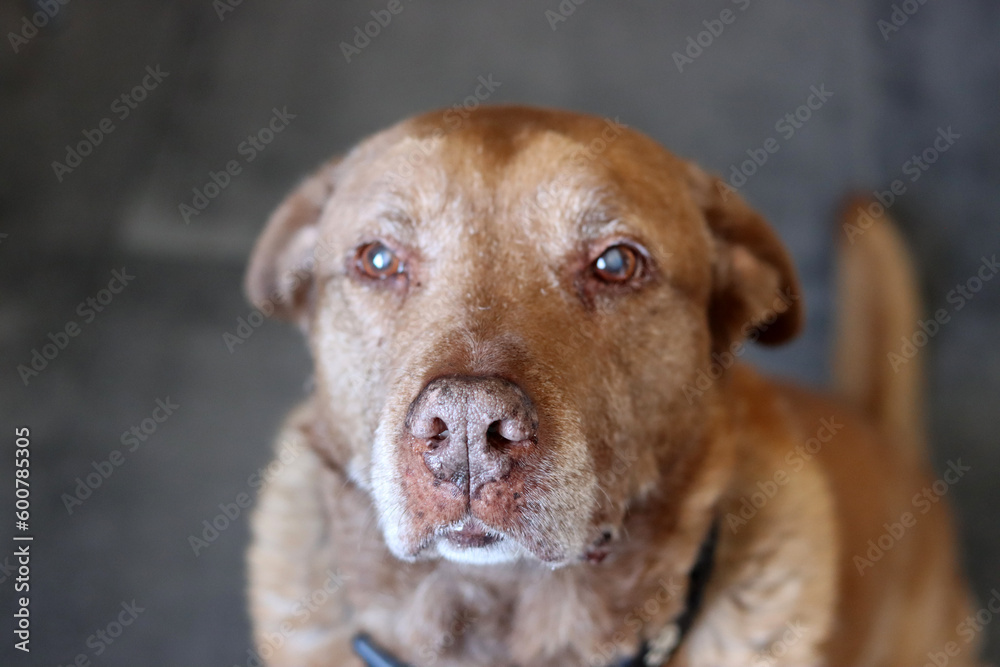 Close up of a brown Labrador Retriever looking at the camera. Selective focus. Pet care concept. Close up of a brown Labrador Retriever looking at the camera. Selective focus. Pet care concept.
