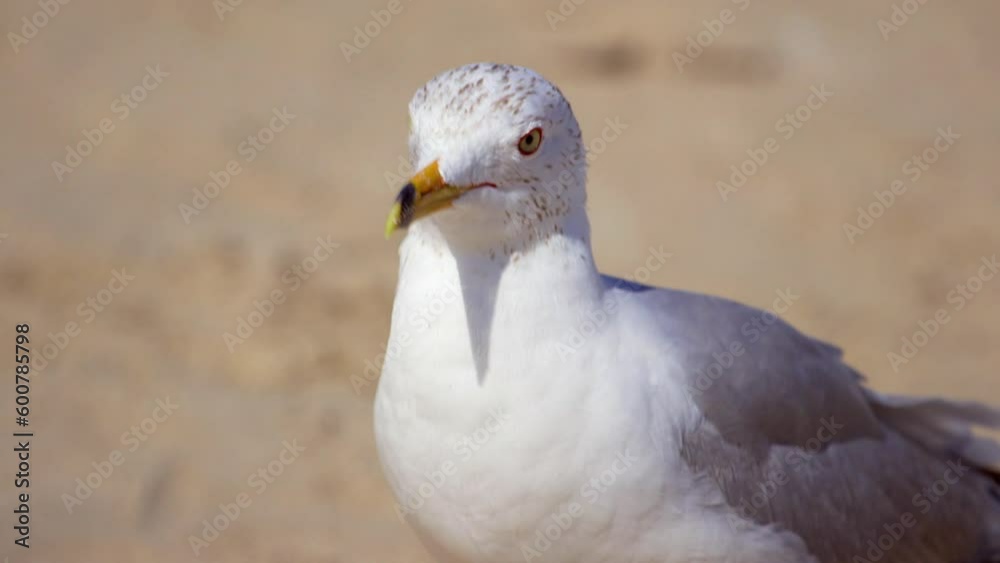 Close-Up Lockdown Shot Of Seagull On Sand At Beach During Sunny Day - Miami, Florida Close-Up Lockdown Shot Of Seagull On Sand At Beach During Sunny Day - Miami, Florida
