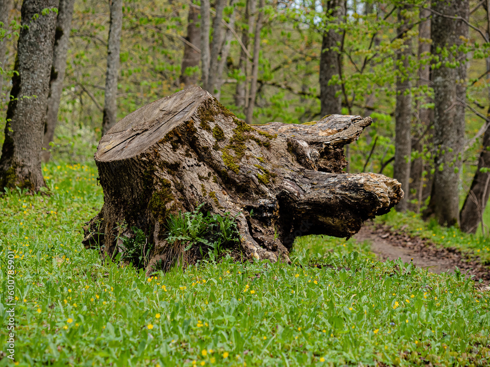 Spring in nature. Nature view landscape. A huge tree stump with a root cut down in a grass, park, meadow Spring in nature. Nature view landscape. A huge tree stump with a root cut down in a grass, park, meadow
