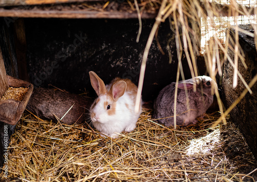 Rabbits in a mini zoo, in a cage, in animal pens. Livestock. Animal, close-up.