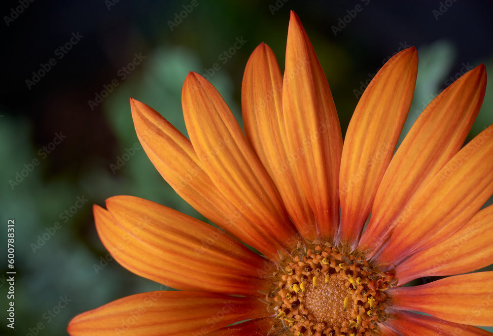 close-up of beautiful bright orange gerbera daisy flower, aka gerbera jamesonii, selective focus with blurry background and copy space