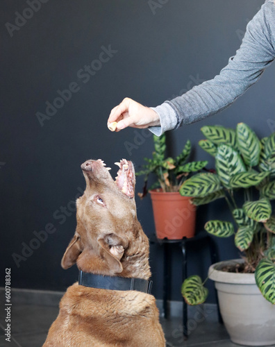 Labrador retriever dog with owner on dark background. Senior Labrador dog playing with an owner in the living room