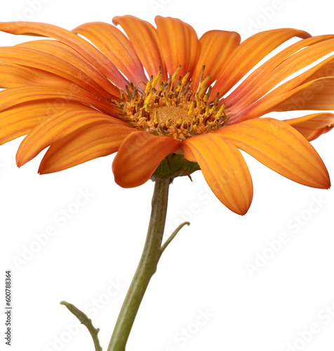 side view of beautiful bright orange gerbera daisy flower, aka gerbera jamesonii, isolated taken in selective focus