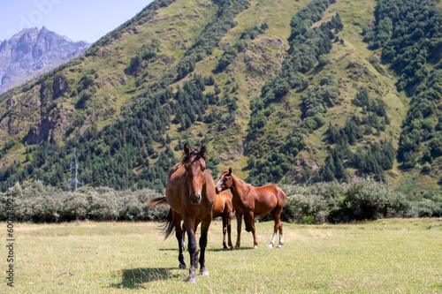 Three wild horses stand at the foot of a high mountain with bushes and trees