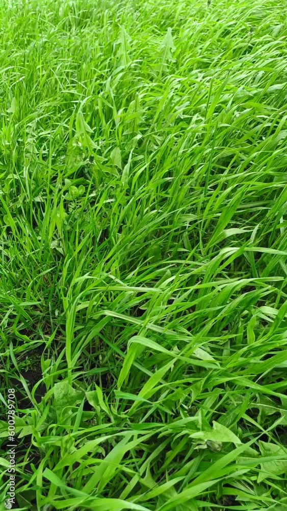 Bright green grass sways in the wind. Grassy background on a sunny summer day. vertical video Bright green grass sways in the wind. Grassy background on a sunny summer day. vertical video