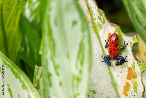 Bluejean Dart Frog from Costa Rica