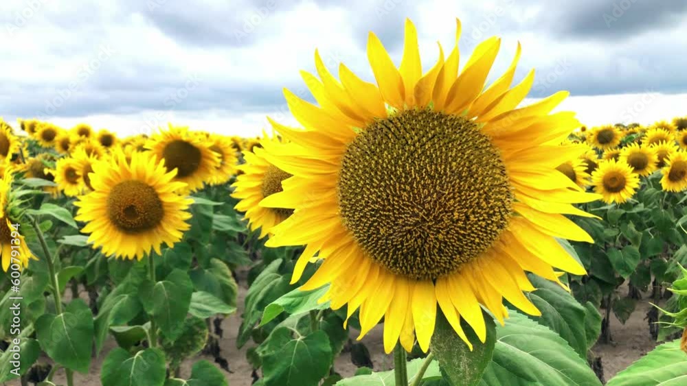 Field of yellow sunflower flowers against a background of clouds. The agricultural industry, production of sunflower oil. Field of yellow sunflower flowers against a background of clouds. The agricultural industry, production of sunflower oil.