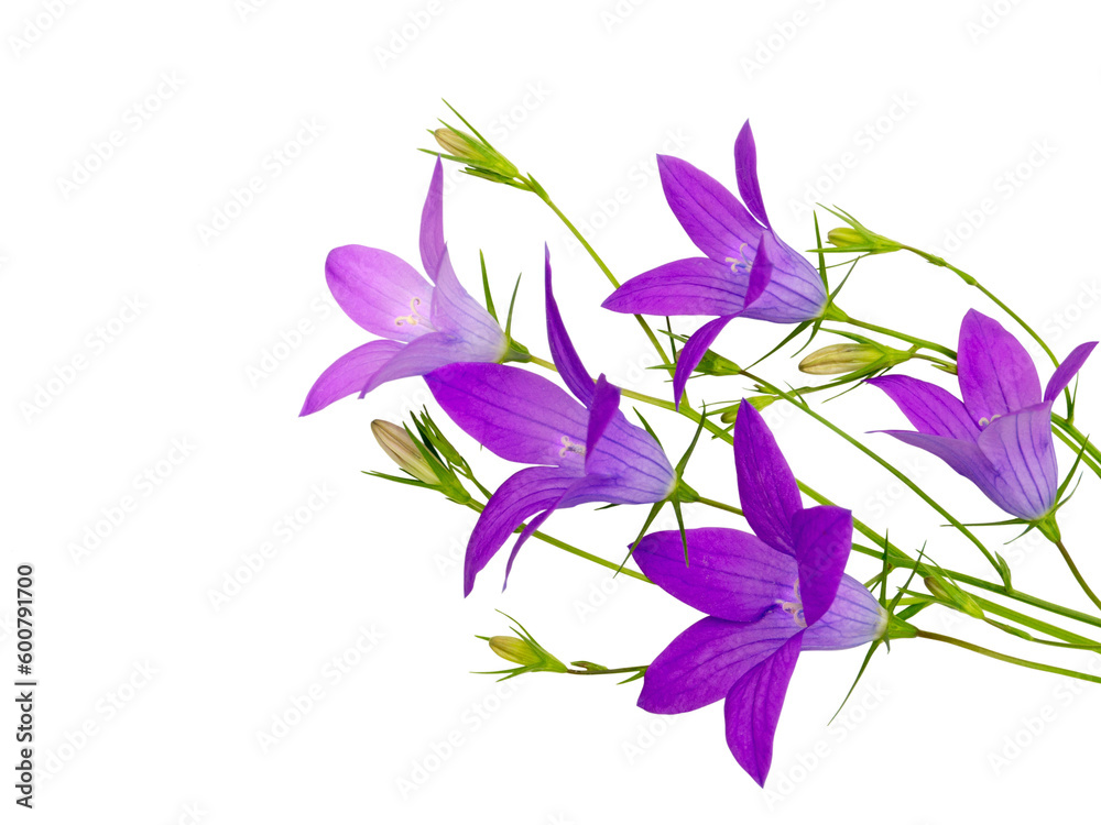 Violet bellflower bouquet isolated on transparent png