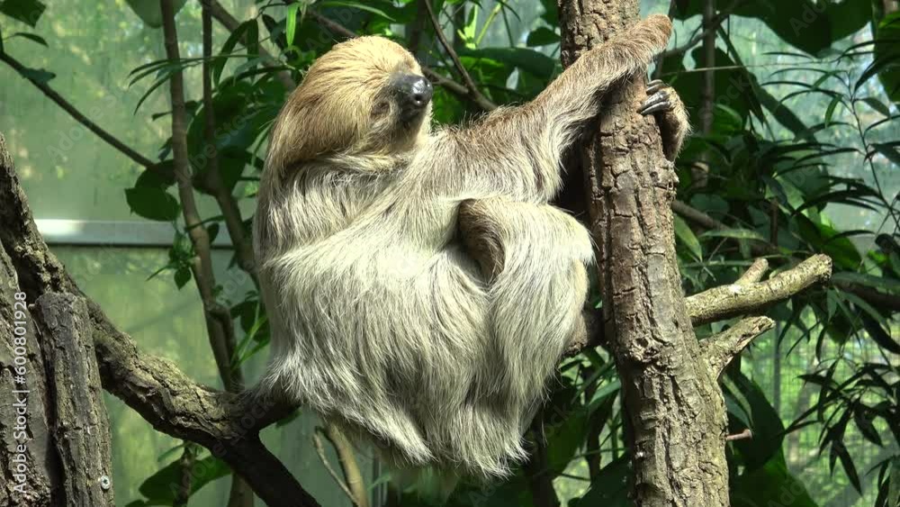 Shot of an a adult two-toed sleeping sloth Choloepus didactylus Shot of an a adult two-toed sleeping sloth Choloepus didactylus