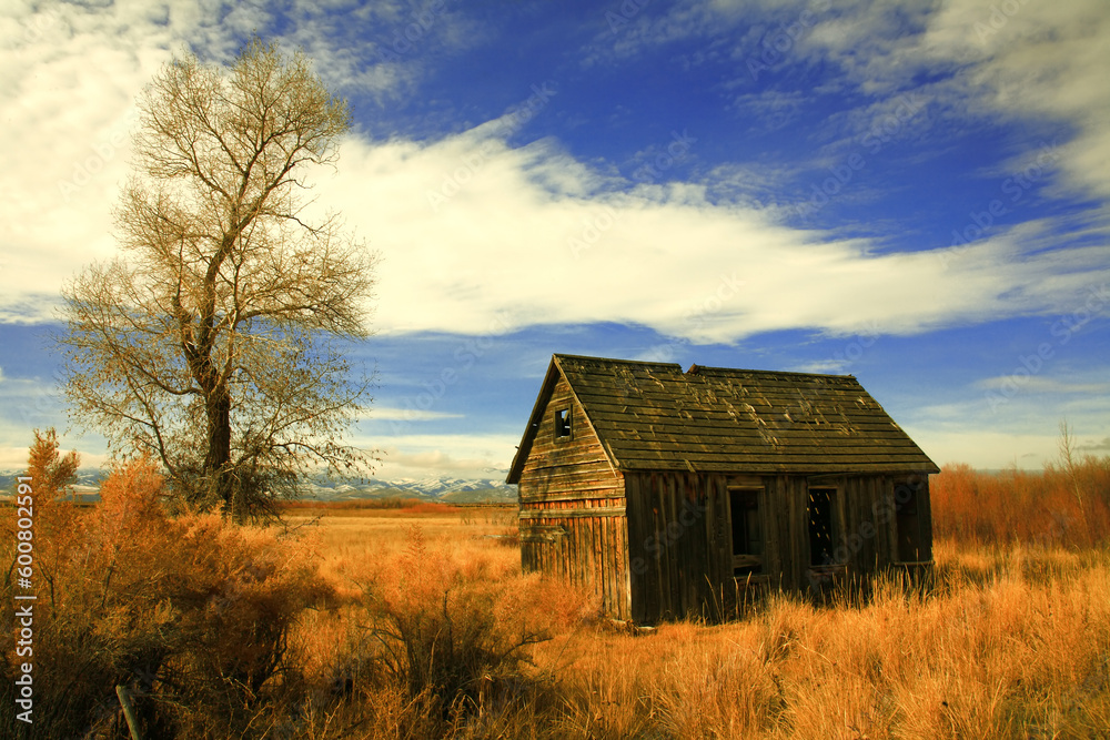 100 year olf farm cabin fading away into winter weeds and golden grass 100 year olf farm cabin fading away into winter weeds and golden grass