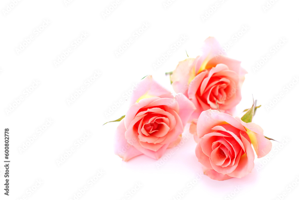Three pink roses on white background with space for copy Three pink roses on white background with space for copy