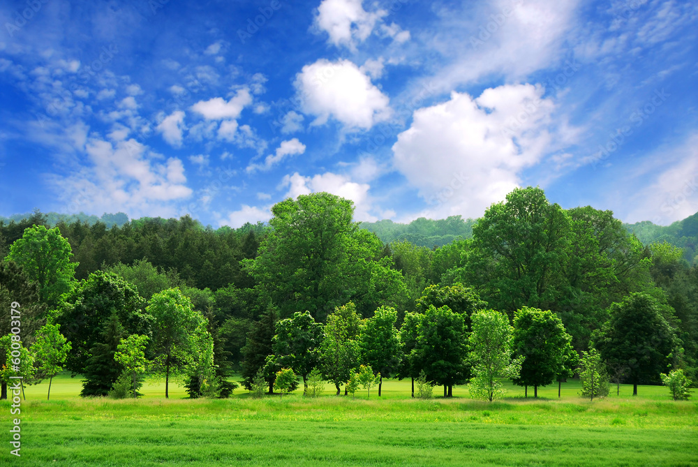 Summer landscape of young green forest with bright blue sky