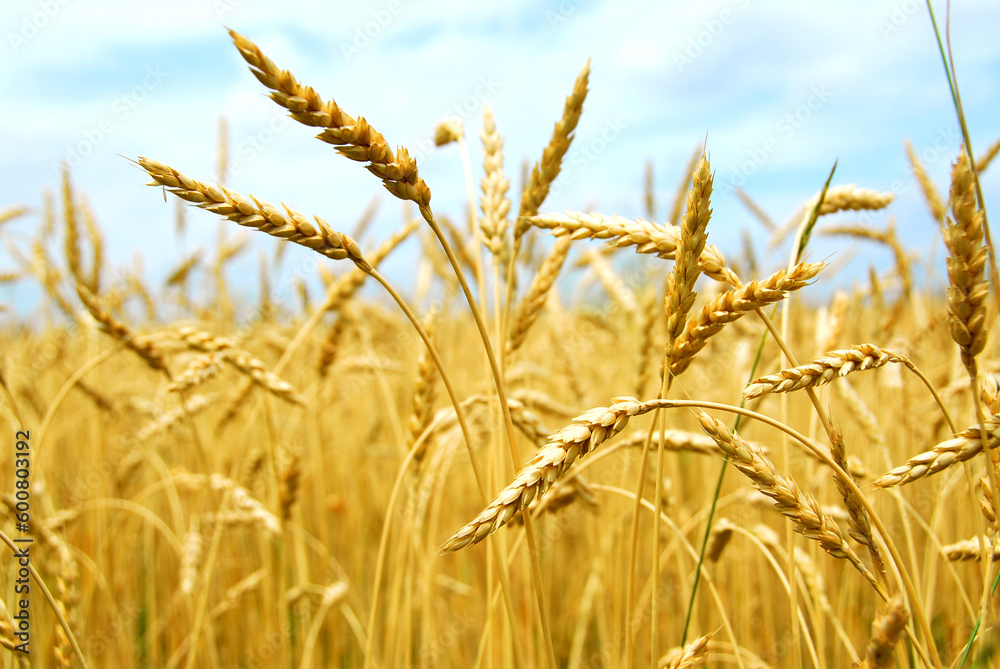 Yellow grain ready for harvest growing in a farm field Yellow grain ready for harvest growing in a farm field
