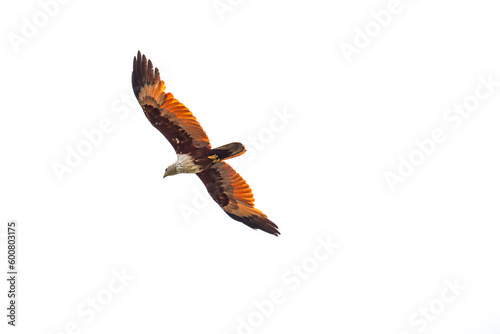 the picture of eagle flying in the clear white sky